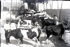Cortijo de José Guirado donde llegaron a convivir varias docenas de vacas lecheras hasta los años 50.