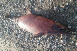 Delfín que ha aparecido muerto en Balanegra.