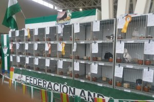 Palomas en un torno organizado por la Federación Andaluza de Colombicultura. FOTO: FAC