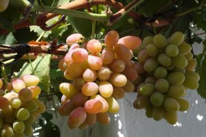 Uva de Rágo, una de las variedades tradicionales de Almería.