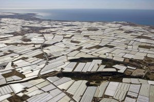 Las más de 30.000 hectáreas  de superficie invernada hacen a Almería imbatible en el segmento de las hortalizas.