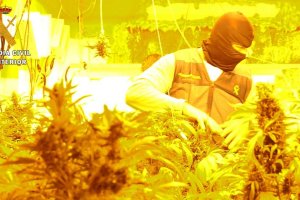 Plantación de marihuana descubierta por la Guardia Civil.