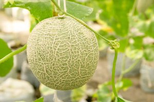 Injerto de melón de Cristalplant.