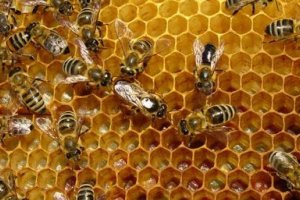 El objetivo es mejorar la producción y comercialización.