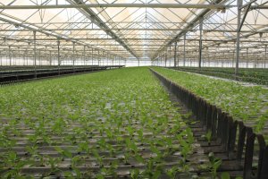 SAT LOs Guiraos dispone de Baria Tours para conocer sus instalaciones tecnológicas.