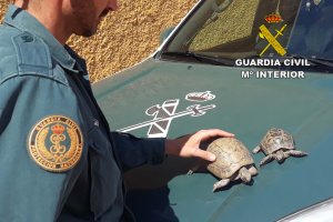 Las dos tortugas sobre el coche policial.