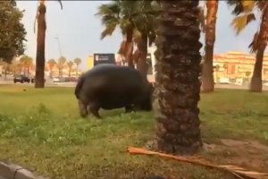 Captura de uno de los vídeos que circulan por redes sociales.