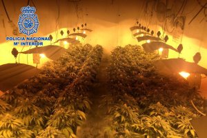 Una plantación estaba oculta en una vivienda unifamiliar en La Cañada.