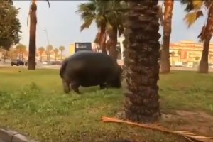 Fotograma de uno de los vídeos virales que muestran al hipopótamo Pipo.