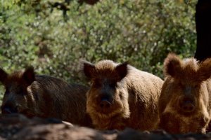 Caza de jabalíes fuera de la orden de veda por riesgo sanitario.