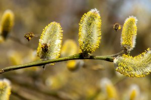 La primavera es el periodo donde hay más incidencia de alergias estacionales.