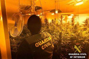 Una de las plantaciones descubiertas.