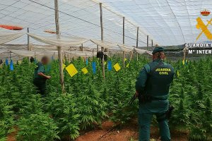 Agentes en uno de los invernaderos con marihuana.
