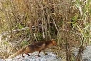 Captura del vídeo en el que puede verse al zorro.