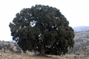 La Peana, la encina milenaria de la sierra de Los Filabres.