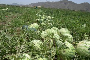 Las primeras sandías almerienses ya están en el mercado