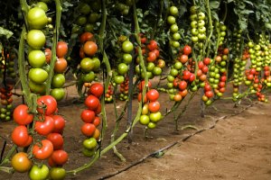 Invernadero con Ateneo.