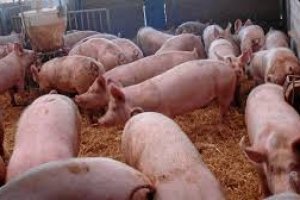 Imagen de archivo de una explotación porcina.