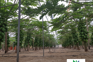 Finca experimental de la Fundación UAL-Anecoop