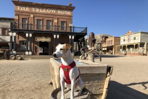Pipper, en el MiniHollywood de Almería, una atracción turística dog friendly.