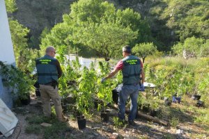 Los agentes hallaron oculta a la vista de vecinos y transeúntes una gran cantidad de plantas.