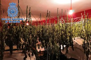 Interior de la vivienda en la que se ha encontrado la droga.