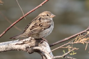 Las aves están viendo destruidos sus nidos precisamente en la época de reproducción