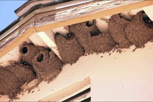 Nidos de golondrinas, construidos bajo el alero de una vivienda.