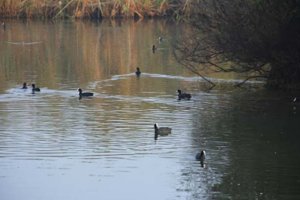 La Gravera, en una imagen de E. J. Milla, Junan de 2013, cuando en la laguna vivían numerosas aves.