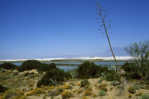Imagen de Punta Entinas Sabinar, uno de los humedales del Poniente almerienses incluido en el itinerario del IEA.