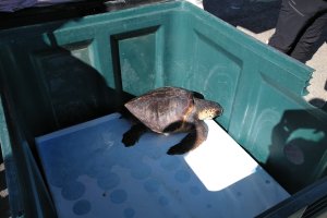 La tortuga Guerrero antes de ser liberada.