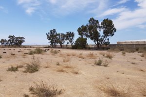 Así están los campos de tierra, llenos de árboles.