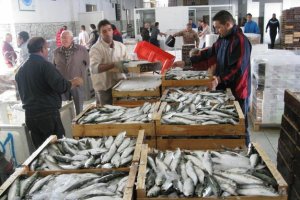 Descarga y proceso de compra - venta del pescado en la lonja de Adra.