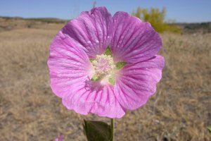 Malvavisco loco, planta del mes de junio.
