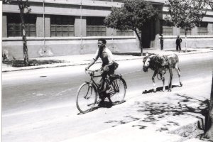 El recadero de la Renfe atravesando la Avenida de la Estación en bicicleta y con una burra atada