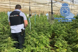 Un agente de la Policía Nacional en el interior de la plantación.