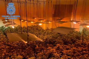 Plantas descubiertas en una de las viviendas.