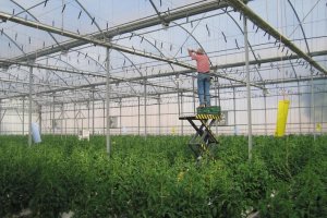 Interior de un invernadero.