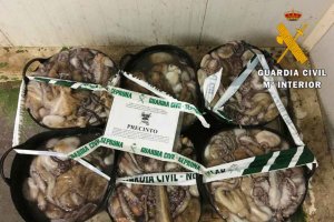 Pulpos intervenidos por la Guardia Civil.