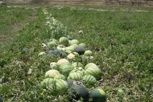 Llega el turno de las sandías cultivadas al aire libre