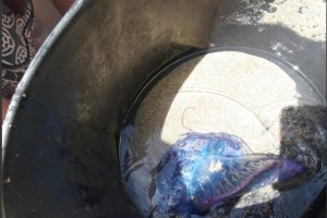 La carabela portuguesa fue retirada del agua. Imagen de José Miguel Portaña López