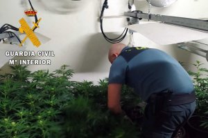 Plantación encontrada en un cortijo de Senés.