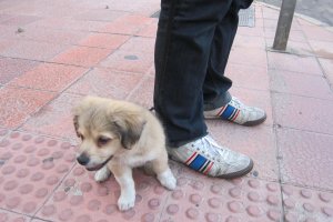 Limpiar los orines de las mascotas es una obligación desde hoy.
