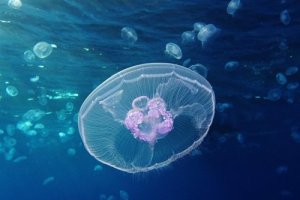 Las medusas entrañan un riesgo para la salud humana.