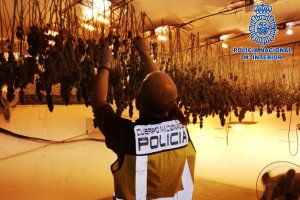 Agente requisando la plantación / Policía Nacional Almería