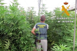 La plantación se encontraba en la localidad granadina de Albuñol.