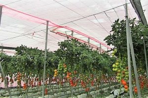 El plástico luminiscente incrementa hasta un 10% la productividad