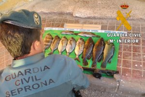 Un agente de la Guardia Civil comprueba los ejemplares capturados.