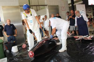 Momento en que el personal de despiece pasa el cuchillo por el espinazo del atún.