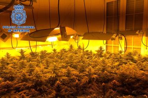 Cultivo indoor desmantelado por la Policía.